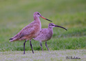 Limosa fedoa